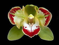 Cymbidium Vidar 'Halerquin' Flower. A hybrid orchid (color)
