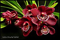 Cymbidium Willunga Regal 'Night Shade'. A hybrid orchid