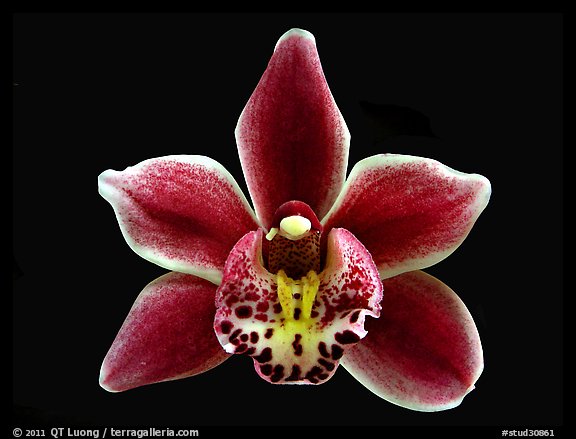 Cymbidium Winter Fire 'Splash'. A hybrid orchid