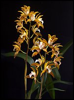 Cymbidium Wood Nymph. A hybrid orchid ( color)