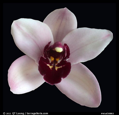 Cymbidium Yai 'Monica' Flower. A hybrid orchid