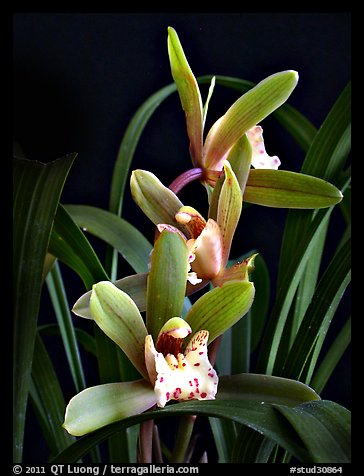 Cymbidium Zales-goeringii 'Meadowlands'. A hybrid orchid