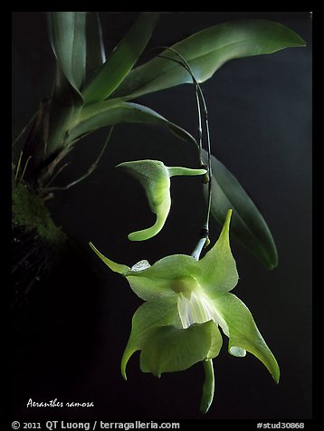Aeranthes ramosa. A species orchid