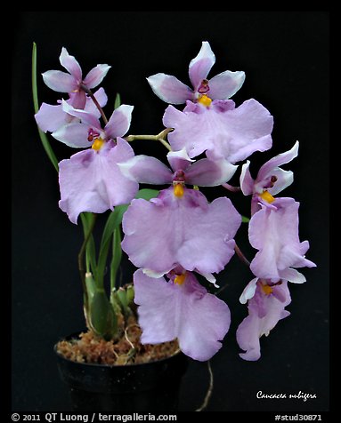 Caucacea nubigera. A species orchid (color)