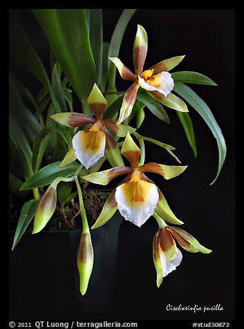 Cischweinfia pusilla-p. A species orchid (color)