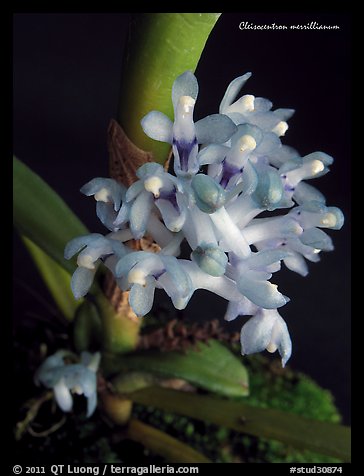 Cleisocentron merrillianum. A species orchid (color)