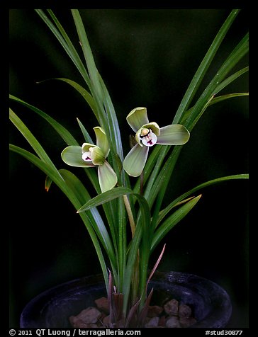 Cymbidium goeringii. A species orchid (color)