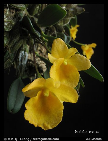 Dendrobium jenkinsii. A species orchid (color)