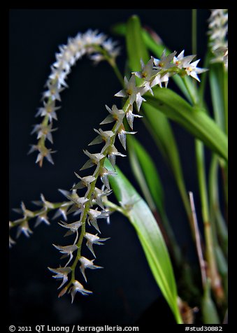 Dendrochilum curranii flower. A species orchid