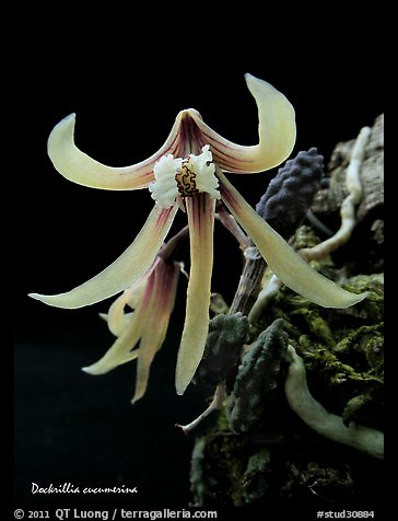 Dockrillia cucumerina. A species orchid