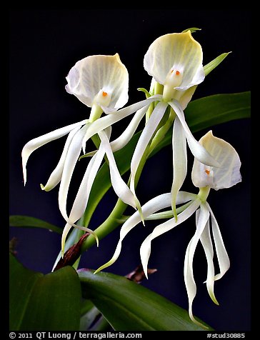 Encyclia cochliata v alba. A species orchid (color)