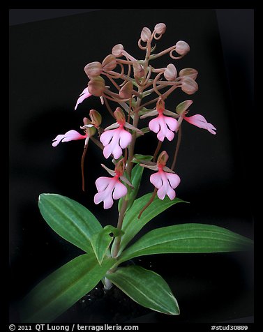 Habenaria rhodochiela. A species orchid (color)