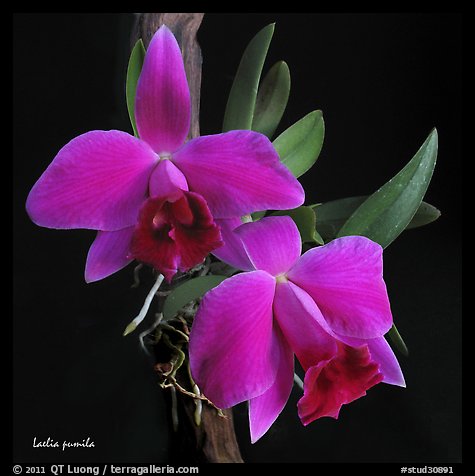 Hadrolaelia pumila. A species orchid (color)