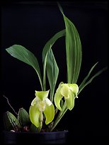 Ida ciliata. A species orchid