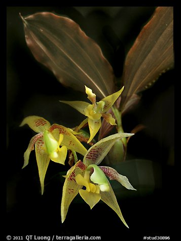 Kegeliella astropillosa. A species orchid