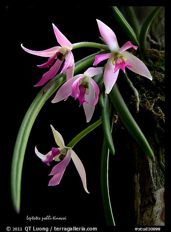 Leptotes pohli-tinocoi. A species orchid (color)