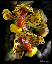 Lophiaris nana flower. A species orchid