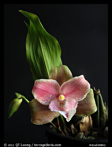 Lycaste brevispatha. A species orchid (color)
