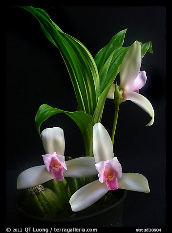 Lycaste ipala. A species orchid