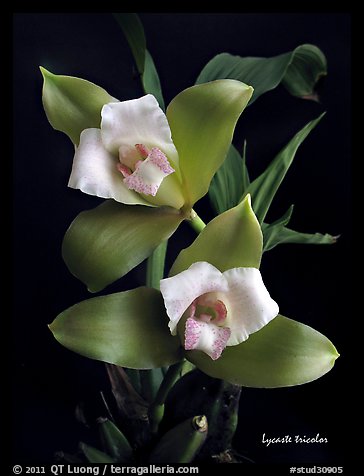 Lycaste tricolor plant. A species orchid