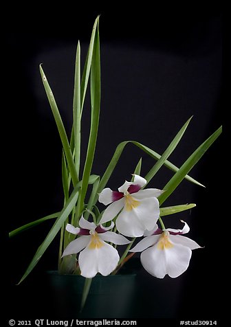 Miltoniopsis roezellii. A species orchid