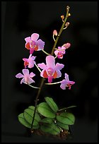 Phalaenopsis pulcherrima. A species orchid (color)