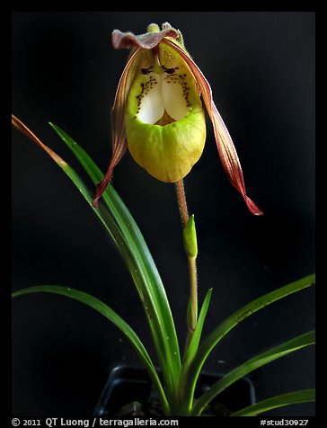 Phragmipedilum klothschianum. A species orchid (color)