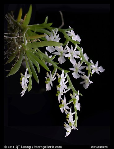 Phymatidium delicatulum. A species orchid