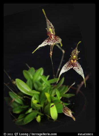 Pleurothallis alata. A species orchid