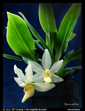 Stenia pallida plant. A species orchid