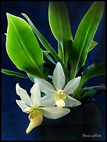 Stenia pallida plant. A species orchid
