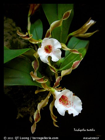 Trichopilia tortilis plant. A species orchid