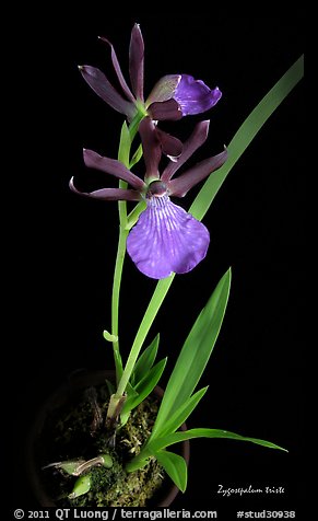 Zygosepalum triste. A species orchid