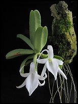Angraecum equitans. A species orchid (color)