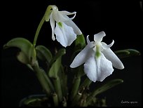Cadetia species. A species orchid (color)