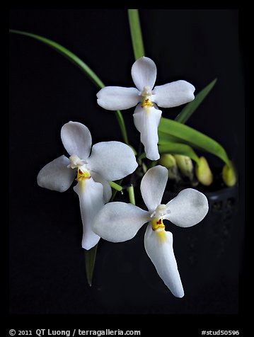 Cuitlauzina (Palumbina) candida. A species orchid (color)
