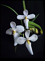Cuitlauzina (Palumbina) candida. A species orchid