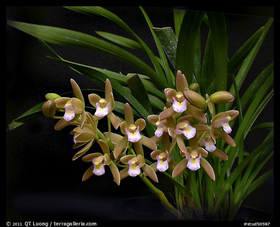 Cymbidium pumilum 'Blush'. A species orchid (color)