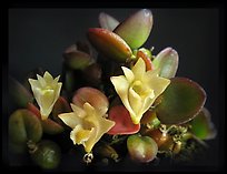 Dendrobium pachyphyllum. A species orchid