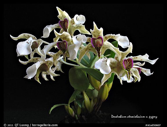 Dendrobium atroviolacicum v. pigmy. A species orchid