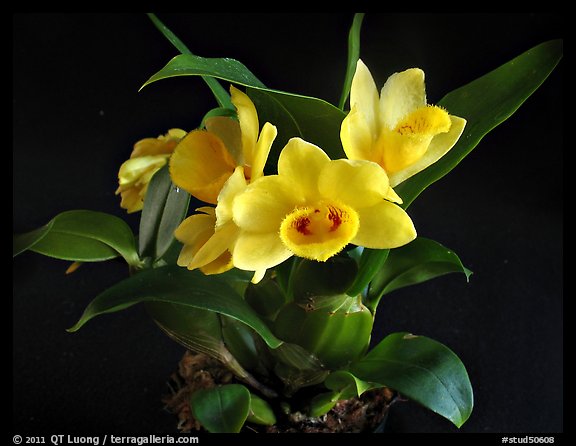Dendrobium sulcatum. A species orchid (color)