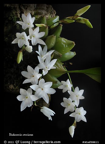 Dickasonia vernicosa. A species orchid