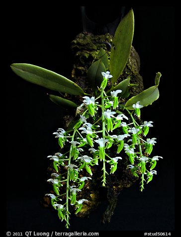 Dipteranthus pellucidus. A species orchid