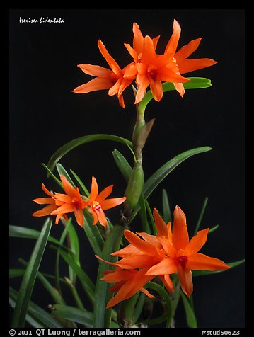 Hexisea bidentata. A species orchid