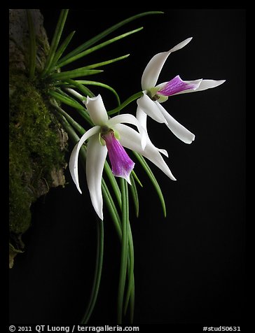 Leptotes bicolor. A species orchid