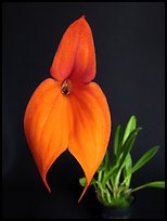 Masdevallia veitchiana. A species orchid (color)