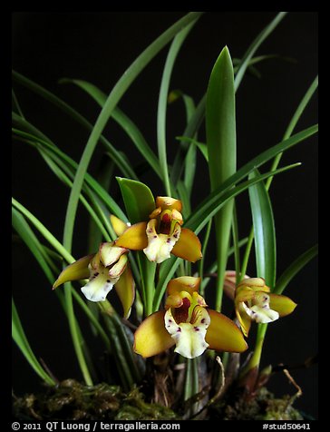 Maxillaria gracilis. A species orchid (color)