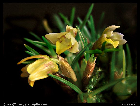 Maxillaria minuta. A species orchid