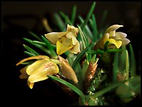 Maxillaria minuta. A species orchid