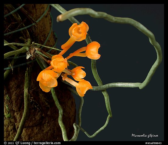 Microcoelia gilpinae. A species orchid (color)